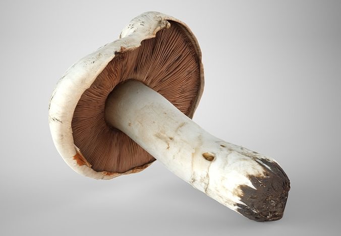 Mushrooms Set Low-poly 3D model 3