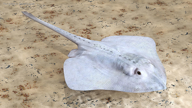 Bathyraja Lindbergi White 3D model