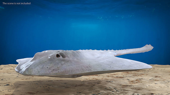 Bathyraja Lindbergi White 3D model 2