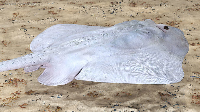 Bathyraja Lindbergi White 3D model 3